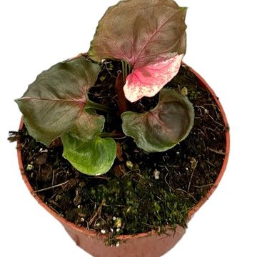 Syngonium 'Strawberry Ice'
