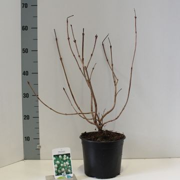 Viburnum opulus 'Roseum'