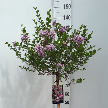 Syringa meyeri 'Palibin'