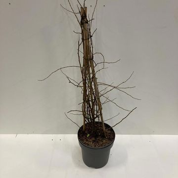 Хеномелес speciosa 'Mango Storm'