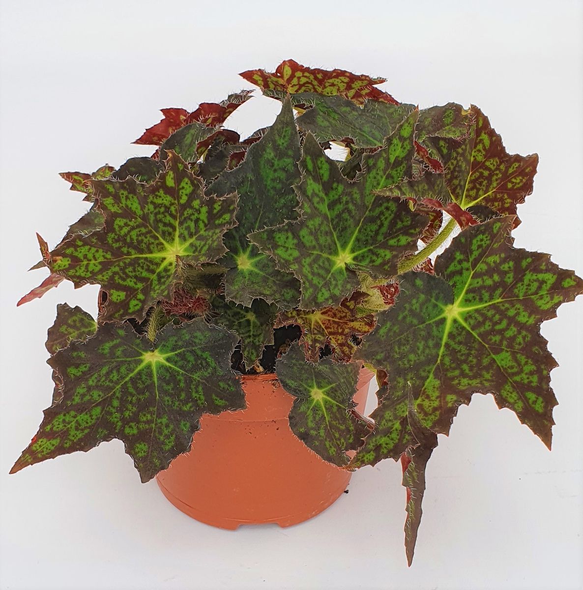 Begonia rex — Plant Wholesale FlorAccess