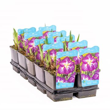 Iris ensata DINNER PLATE PLATE JELL O