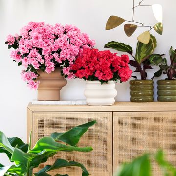 Rhododendron HORTINNO CLASSIC BICOLOR