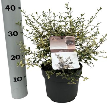 Ligustrum ibota MUSLI