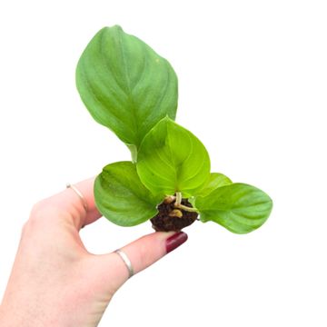 Adelonema 'Red Velvet'