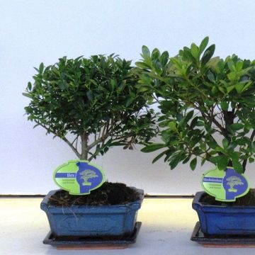 Bonsai MIX