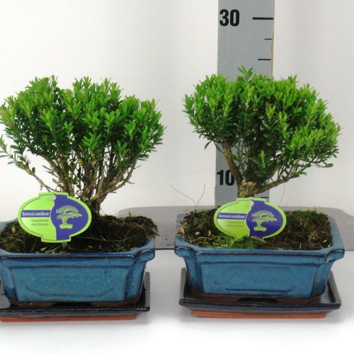 Buxus harlandii