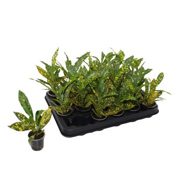 Codiaeum variegatum 'Gold Sun'