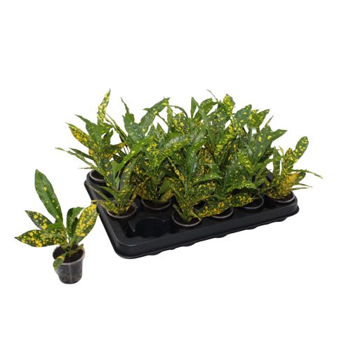 Trojskrzyn variegatum 'Gold Sun'