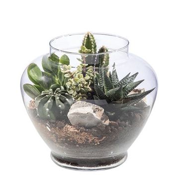 Kомпозиции Cactus/Succulent