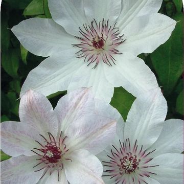 Clematis 'Fair Rosamond' (P)