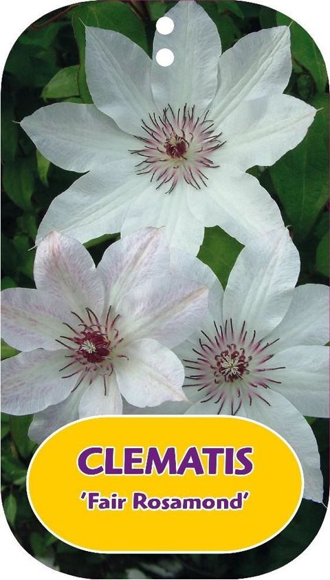 Clematis 'Fair Rosamond' (P)