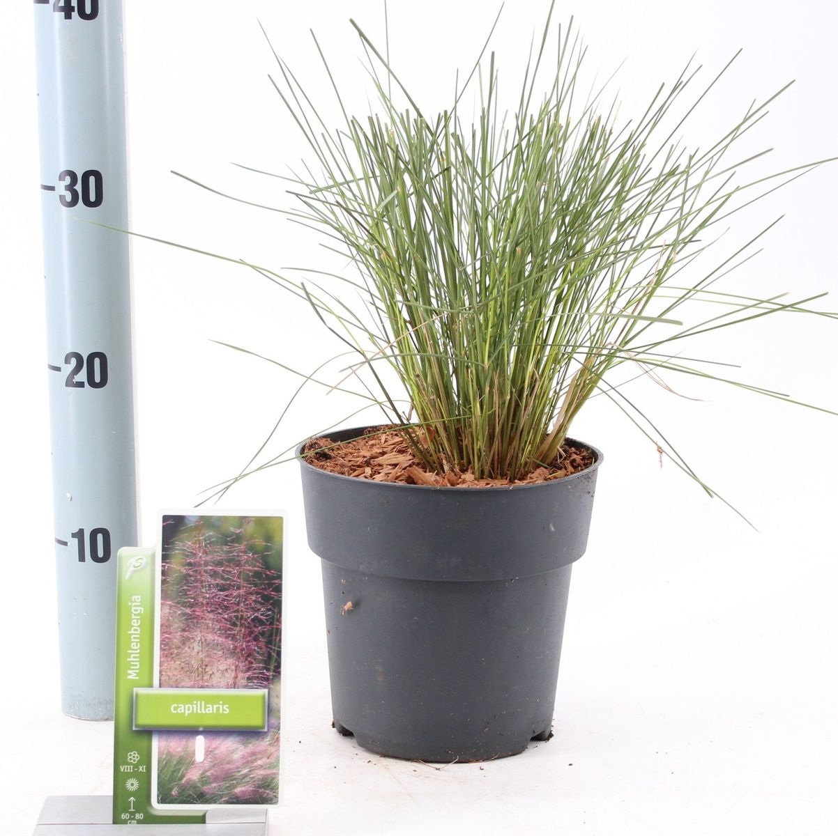 Muhlenbergia capillaris — Plant Wholesale FlorAccess