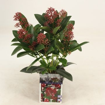 Skimmia japonica 'Rubella'