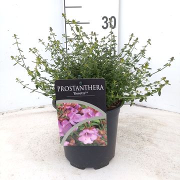 Prostanthera rotundifolia 'Rosette'
