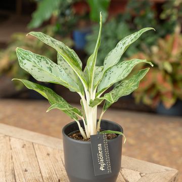 Aglaonema 'Grey Seal'