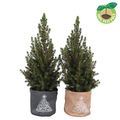 Picea glauca DECEMBER