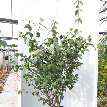 Viburnum carlesii 'Diana'