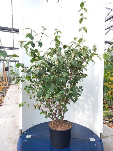 Viburnum carlesii 'Diana'