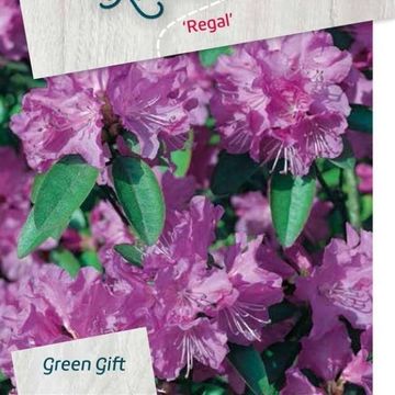 Rhododendron 'Regal'