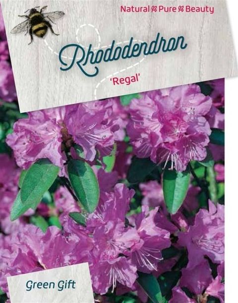 Rhododendron 'Regal'