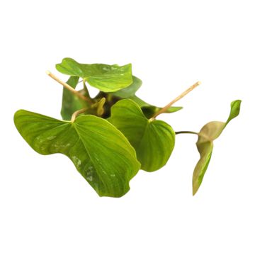 Philodendron 'Majestic'