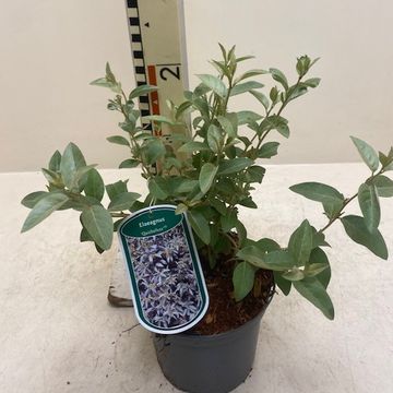 Elaeagnus 'Quicksilver'