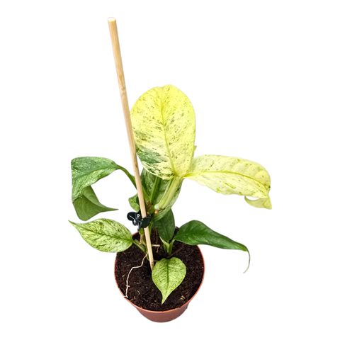 Rhaphidophora puberula 'Variegata'