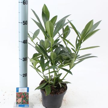 Skimmia x confusa 'Kew Green'