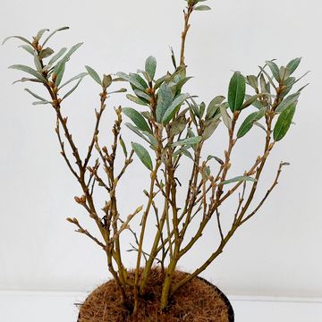 Salix helvetica
