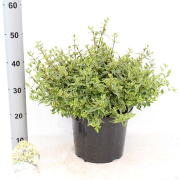 Abelia x grandiflora JELLY BEANS