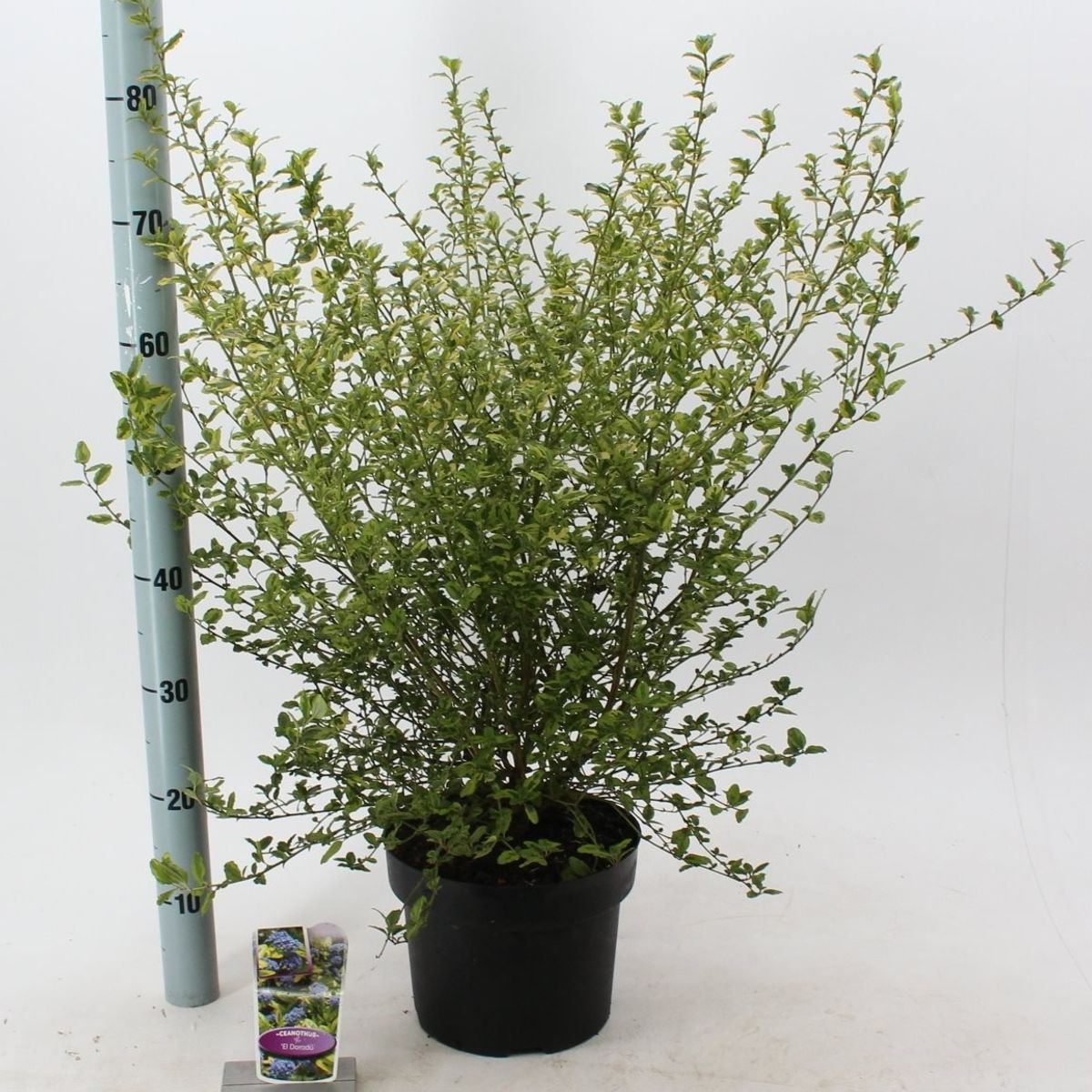 Ceanothus EL DORADO — Plant Wholesale FlorAccess