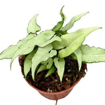 Syngonium 'Ngern Lai Ma'