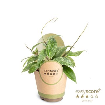Hoya Rosan