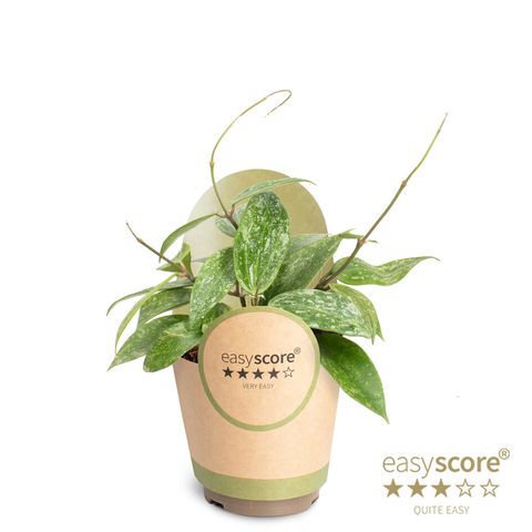 Hoya Rosan