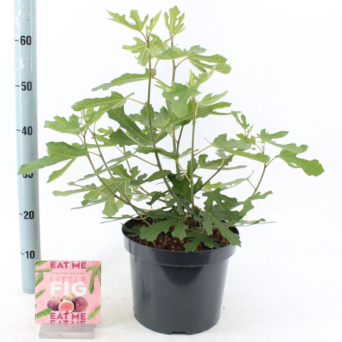 Ficus carica LITTLE MISS FIGGY — Plant Wholesale FlorAccess