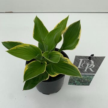 Hosta 'Aureomarginata'