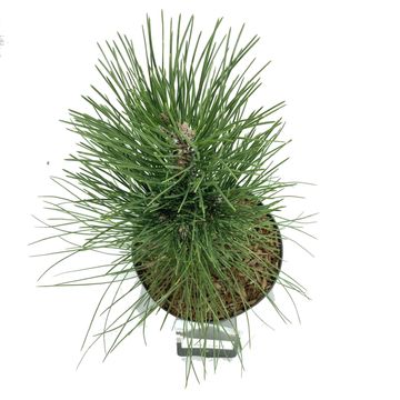 Pinus nigra 'Green Tower'