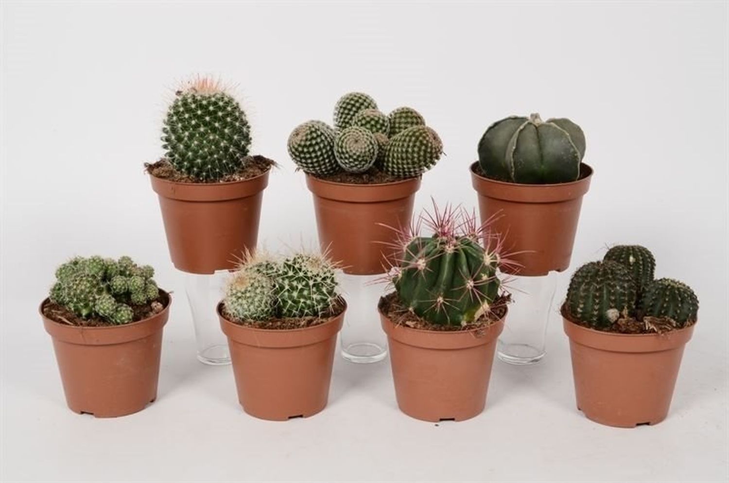 Cactus MIX — Plant Wholesale FlorAccess
