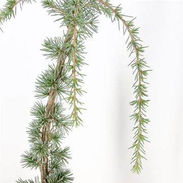 Cedrus libani 'Glauca Pendula'
