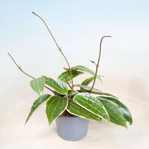 Hoya latifolia 'Albomarginata'