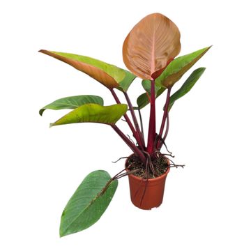 Filodendro 'Mars'