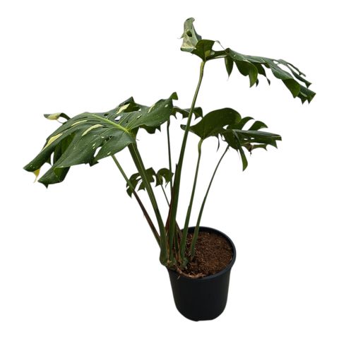 Monstera 'Thai Constellation'