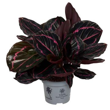 Calathea roseopicta 'Dottie'