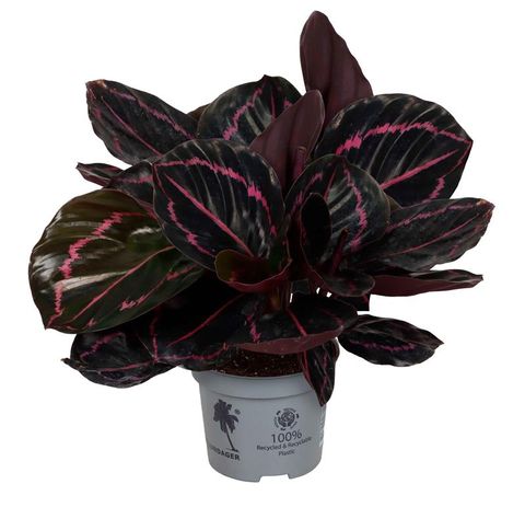 Calathea roseopicta 'Dottie'