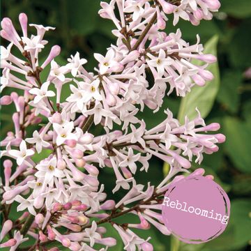 Syringa patula VIOLET UPRISING