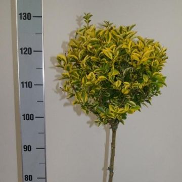 Ligustrum ovalifolium 'Aureum'