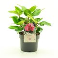 Rhododendron 'Germania'