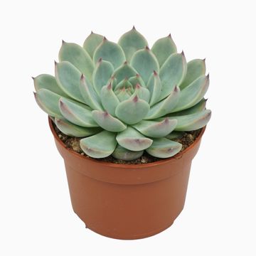 Echeveria parva x lindsayana