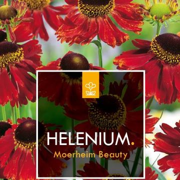 Helenium 'Moerheim Beauty'